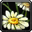Peacebloom