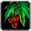 Mung Berries