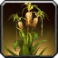 King's Sorrel
