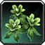 Swampweed