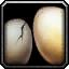 Avian Eggs