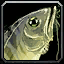 Bristle Whisker Catfish