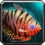 Tiger Gourami
